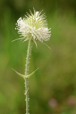 BUITEN BEELD Foto: 183857