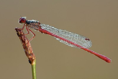 BUITEN BEELD Foto: 183861