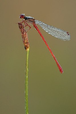 BUITEN BEELD Foto: 183862