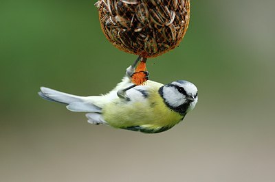 BUITEN BEELD Foto: 183864