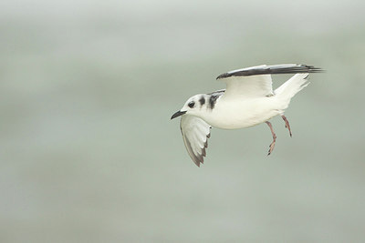 BUITEN BEELD Foto: 183869