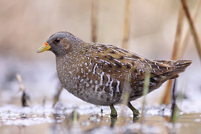 BUITEN BEELD Foto: 183874