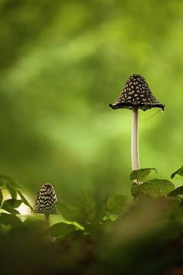 BUITEN BEELD Foto: 183876