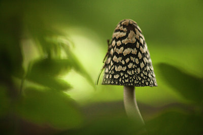 BUITEN BEELD Foto: 183877