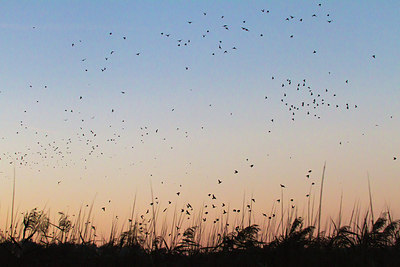 BUITEN BEELD Foto: 183881