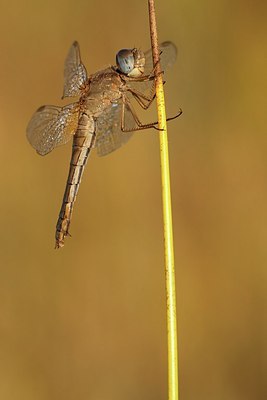 BUITEN BEELD Foto: 183898