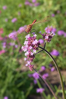 BUITEN BEELD Foto: 183901