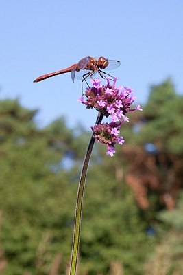 BUITEN BEELD Foto: 183903