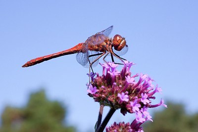 BUITEN BEELD Foto: 183905