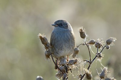 BUITEN BEELD Foto: 183906