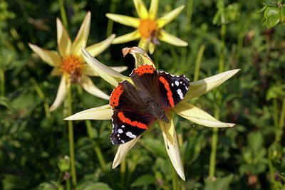 BUITEN BEELD Foto: 183907