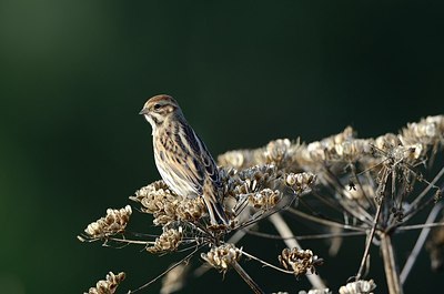 BUITEN BEELD Foto: 183910