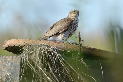 BUITEN BEELD Foto: 183914