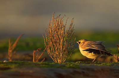 BUITEN BEELD Foto: 183917