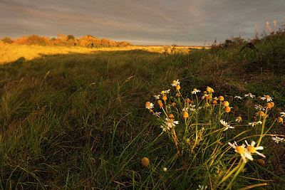 BUITEN BEELD Foto: 183926