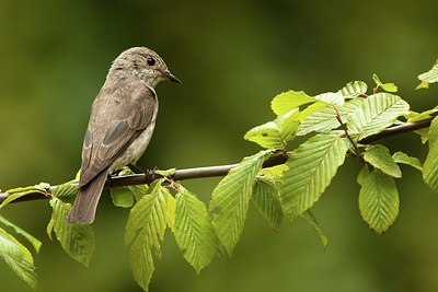 BUITEN BEELD Foto: 183928