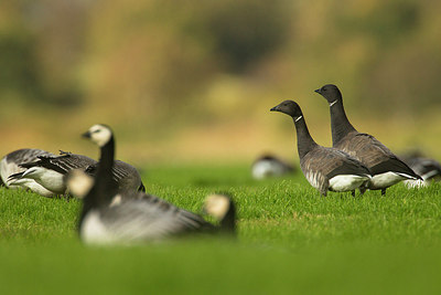 BUITEN BEELD Foto: 183933