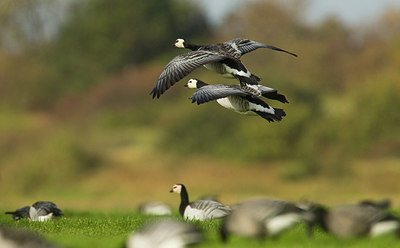 BUITEN BEELD Foto: 183935