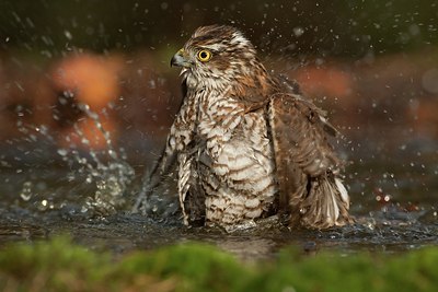 BUITEN BEELD Foto: 183941