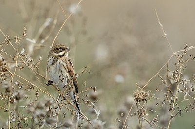 BUITEN BEELD Foto: 183942