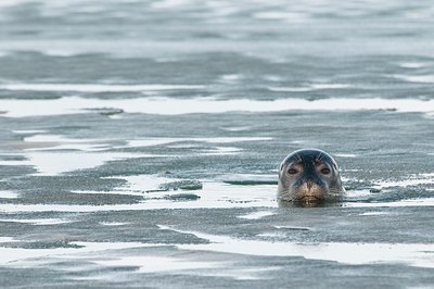 BUITEN BEELD Foto: 183984