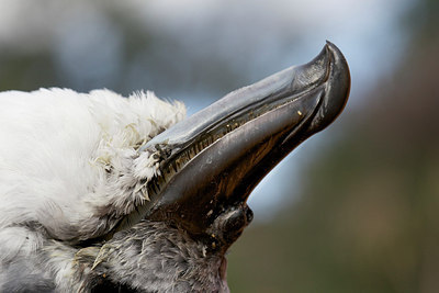 BUITEN BEELD Foto: 184010