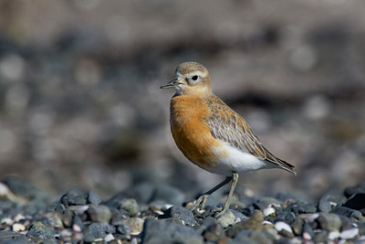 BUITEN BEELD Foto: 184014
