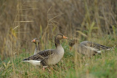 BUITEN BEELD Foto: 184054