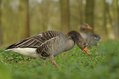 BUITEN BEELD Foto: 184057