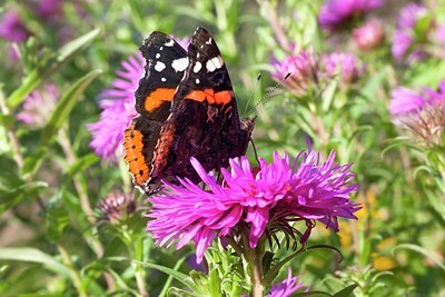 BUITEN BEELD Foto: 184063