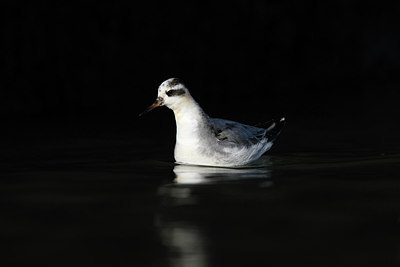 BUITEN BEELD Foto: 184077