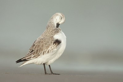 BUITEN BEELD Foto: 184079