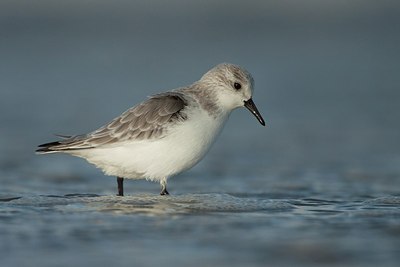 BUITEN BEELD Foto: 184081