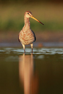 BUITEN BEELD Foto: 184088