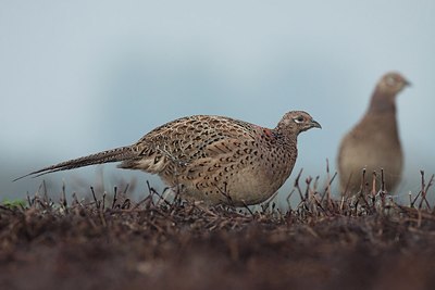 BUITEN BEELD Foto: 184091
