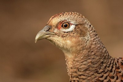 BUITEN BEELD Foto: 184094