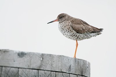 BUITEN BEELD Foto: 184099