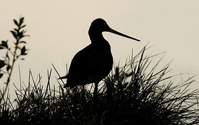 BUITEN BEELD Foto: 184104