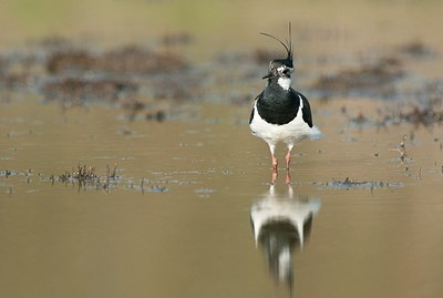 BUITEN BEELD Foto: 184105