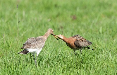 BUITEN BEELD Foto: 184146