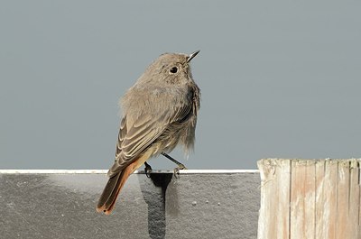 BUITEN BEELD Foto: 184174