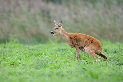 BUITEN BEELD Foto: 184178