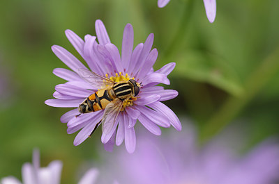 BUITEN BEELD Foto: 184247