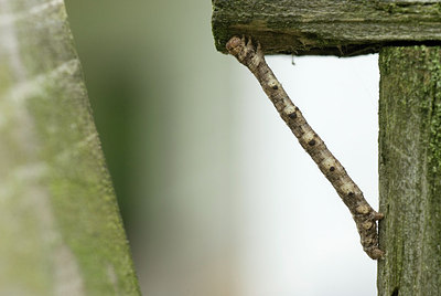 BUITEN BEELD Foto: 184259
