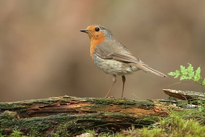 BUITEN BEELD Foto: 184293