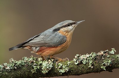 BUITEN BEELD Foto: 184294