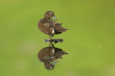 BUITEN BEELD Foto: 184312