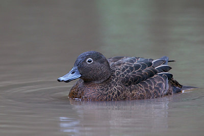 BUITEN BEELD Foto: 184328