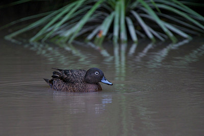 BUITEN BEELD Foto: 184332