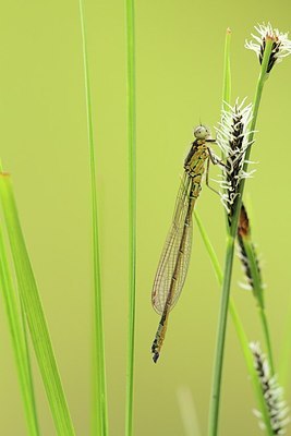 BUITEN BEELD Foto: 184343